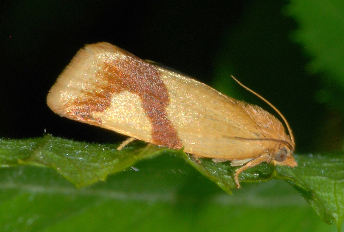 Aphelia ochreana